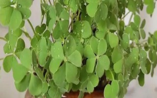 幸运草的盆栽养护方法，放在向阳处让它全天晒光