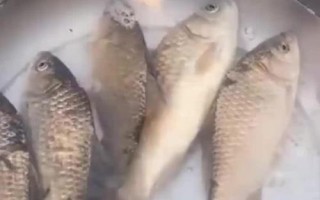 鲫鱼放盆里能活几天，根据换水频率和喂食方式决定