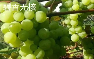 绿色葡萄品种,包括碧香无核、阳光玫瑰、绿玫瑰等类型