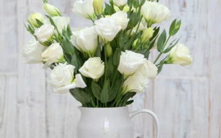 白色桔梗的花语,寓意纯洁善良、无怨无悔等