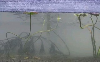 怎么才能让鱼缸里的死水变成活水，最好安装一个过滤器