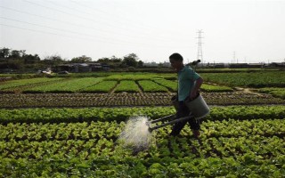 白菜的生长周期是多久，生长周期为55-100天左右