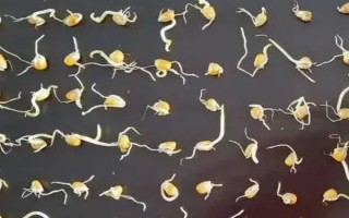 夏玉米补种注意事项，所选品种的生长期需短于原种