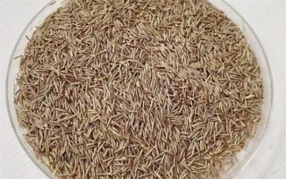 鼠茅草怎么育苗，将种子与细沙混匀后再撒播