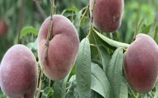 黑桃皇后为何如此受欢迎，口感好且营养价值高