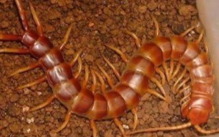 蜈蚣介绍,属于性情凶猛的节肢动物