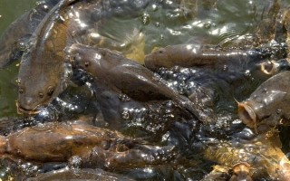 鲤鱼繁殖期吃食吗，通常不会进食