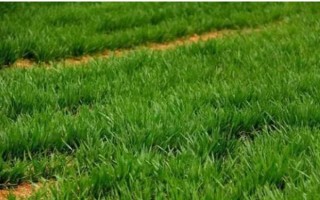 麦青的简介，也叫麦苗属于一年生草本植物