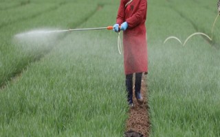 麦田如何科学使用除草剂,掌握好三改、二严、一选择