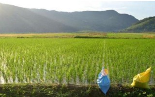 磷肥施用方案，要因土施用