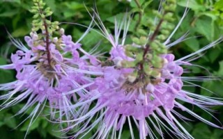 猫须草的养殖方法，生长温度为18-25℃