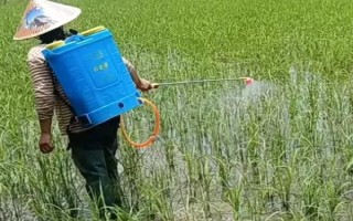 使用二氯喹啉酸要注意什么，与杀草丹等药物混用可扩大除草谱