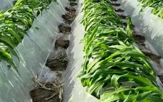 怎么用地膜种玉米，育苗移栽需要先栽苗再覆膜