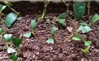 嫁接桂花的方法，将枝条插入砧木中并绑扎薄膜