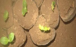 大棚蔬菜育苗戴帽的原因，主要是播种时盖土太薄