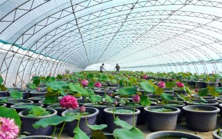 莲花的开放季节，大多为6-9月份