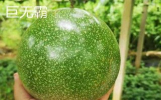 百香果品种有哪些，在国内种植比较多