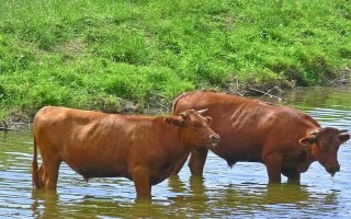 正常情况下母牛一天的饮水量，会受到各个条件的影响