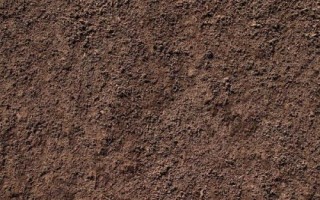 光棍树怎么种，它很耐旱浇水不宜过多