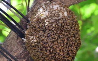 新收的蜜蜂不做巢的原因，可能是没有蜂王或缺少食物等