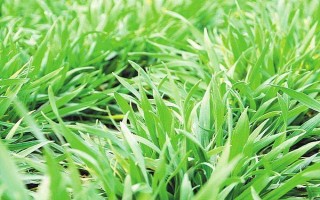 邯麦24小麦种子简介，该品种属半冬性中熟品种