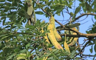 皂角的种植方法，种子需用机械方式损伤种皮