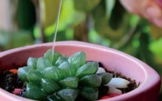 多肉的浇水间隔期，春秋季节每隔3-4天浇1次即可