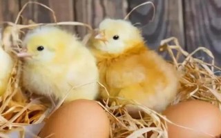 孵化小鸡的温湿度多少合适，不同时间段的温湿度不同