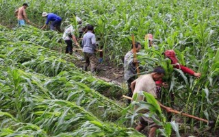 玉米灌浆期倒伏怎么办，可人工扶直