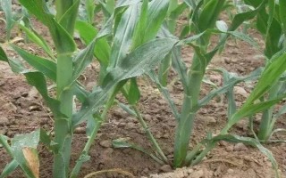 斯达甜221玉米种子特点，每亩种植密度3500株为宜