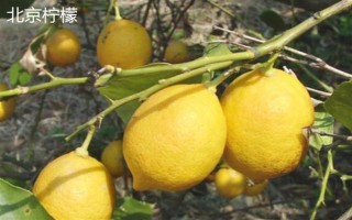 柠檬苗推荐品种，尤力克、菲诺、热那亚等品种值得选择