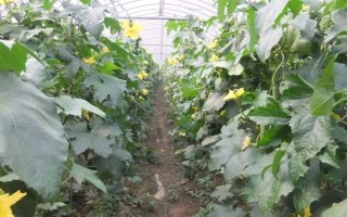 怎样种植丝瓜，生长适温度为20-24℃