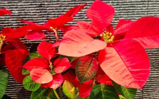 一品红能不能净化空气，可吸收有害气体并增加湿度