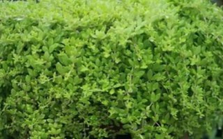 垂盆草怎么养殖,生长期间每隔半个月追施一次复合肥