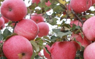 苹果树光长条不开花怎么办，将生长过长枝条进行短截处理