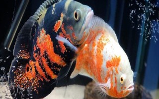 地图鱼不爱游的原因,可能是气温低或患病了