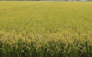 吉优黄占水稻种子特征特性，晚造全生育期110～112天
