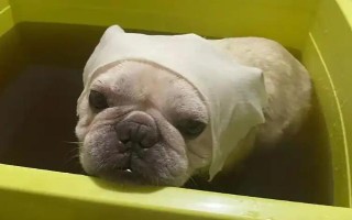 狗狗有皮肤病能不能洗澡，情况不严重时才能清洗