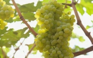 常见的葡萄品种，分为水果葡萄和酿酒葡萄品种