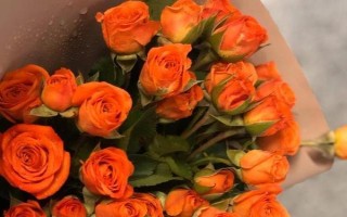 橙芭比的花语，寓意神秘的爱、羞怯等