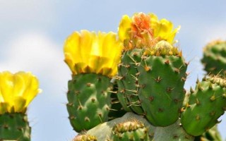 千手观音仙人掌开花所需时间，一般需要3年才能看到花朵