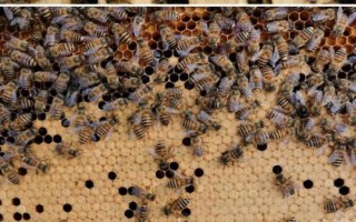 冬季蜂群失王的后果，失王后蜂群依然会结团越冬