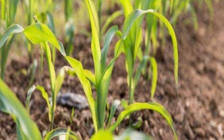 登海618玉米品种的特性，中抗茎基腐病