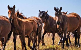 关中马的养殖要点，需选择颈部细长、肌肉丰满的种马作为养殖对象