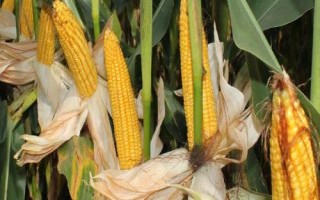垦沃0925玉米种简介,中抗大斑病