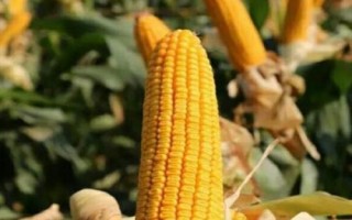 辰诺618玉米种子简介,出苗至成熟129天