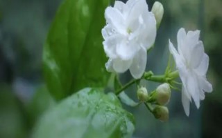 茉莉象征着什么,寓意尊敬、忠贞不渝的爱等