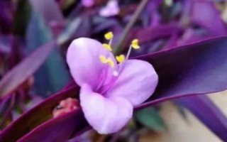 紫竹梅的花语，寓意坚决、勇敢、无畏等