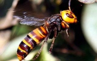金环胡蜂简介，常被称作“虎头蜂”