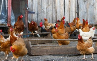 养鸡的要点，先选择合适的场地